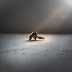 Eigenface album cover. Bee on screw.